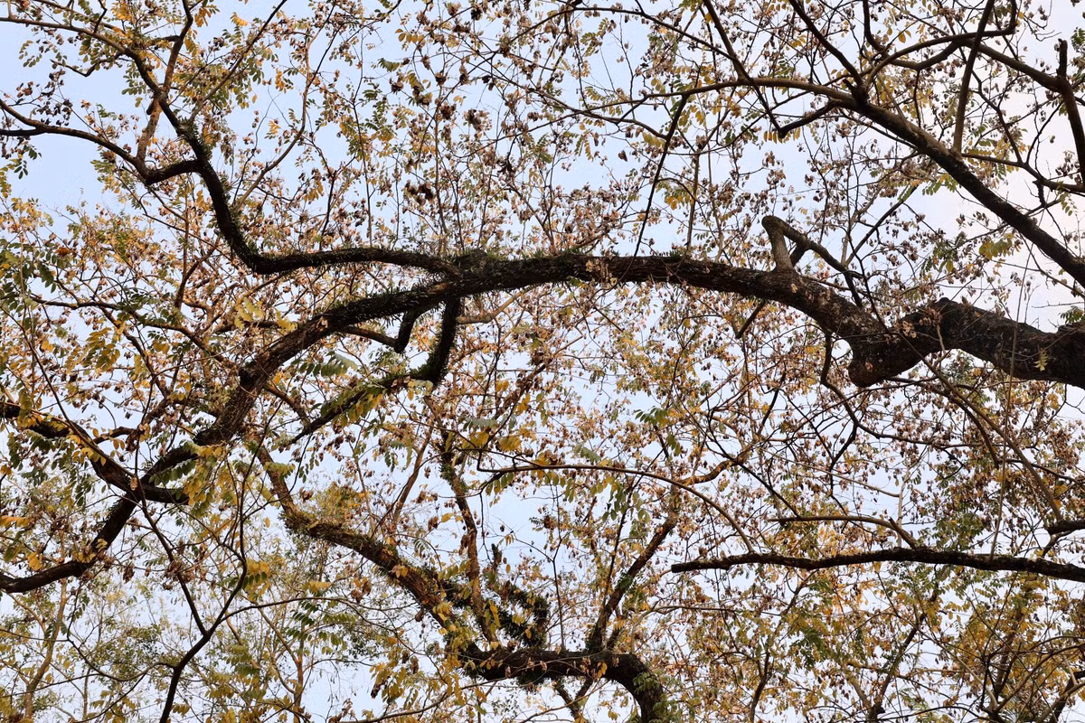 Những tán lá dần đổi màu từ xanh sang vàng ươm.