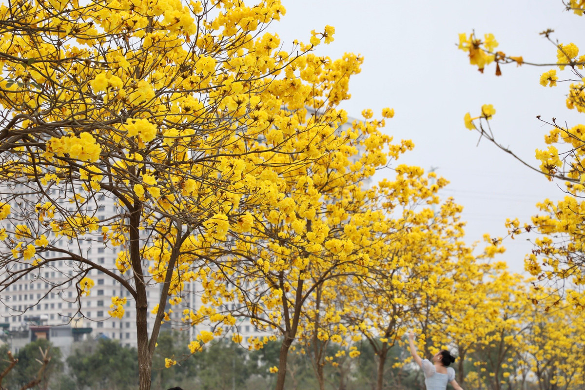 Cây phong linh còn được gọi với cái tên chuông vàng, là một loại cây đến từ Nam Mỹ và cận bìa rừng Amazon. Loại cây hoa công trình đẹp này thích hợp với khu vực có khí hậu nhiệt đới gió mùa và cận ôn đới như: Brazil, Paraguay và Bắc Argentina, Đông Bolivia, Peru...