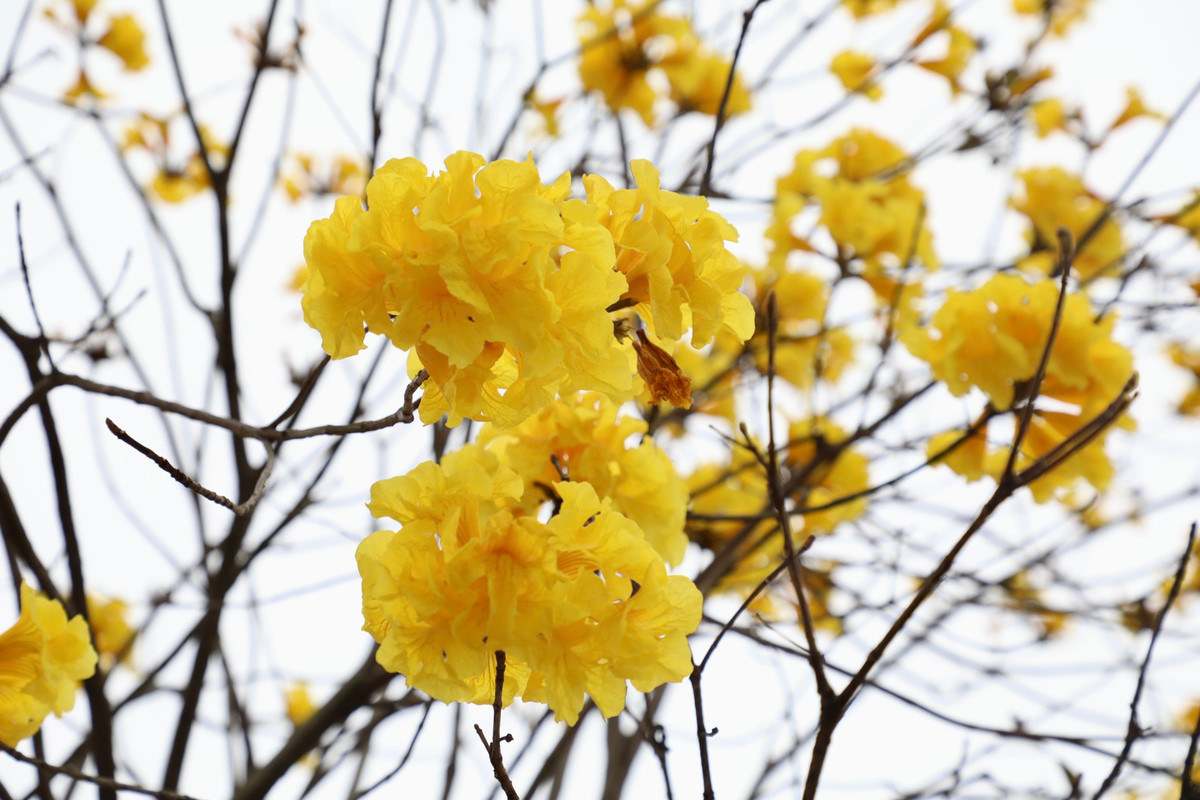 Cây phong linh nở hoa rực rỡ nhất vào khoảng từ tháng 3 đến tháng 5.