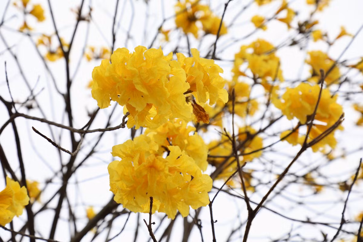 Cây phong linh nở hoa rực rỡ nhất vào khoảng từ tháng 3 đến tháng 5.