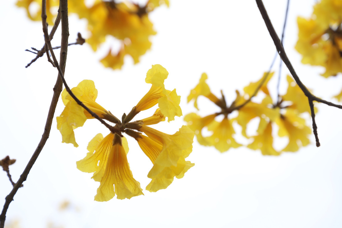  Cây phong linh được du nhập và trồng tại Việt Nam từ những năm 2000. Hoa khi nở ra có màu vàng tươi mọc thành chùm, rực rỡ nổi bật. Trông giống như một chiếc chuông đung đưa trong gió…