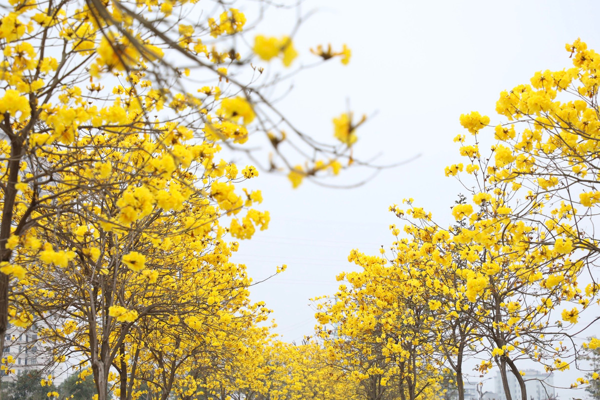 Con đường đầy hoa ngỡ ở trời Âu.