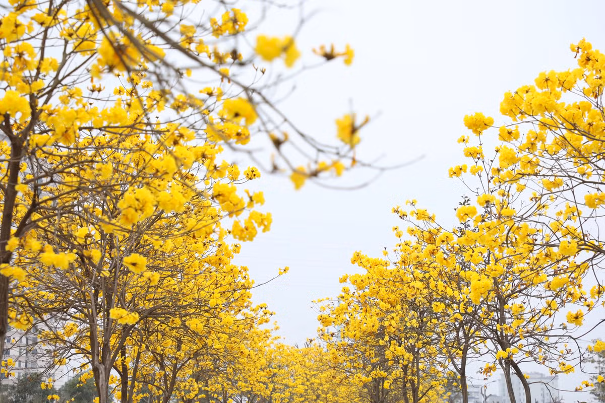 Con đường đầy hoa ngỡ ở trời Âu.