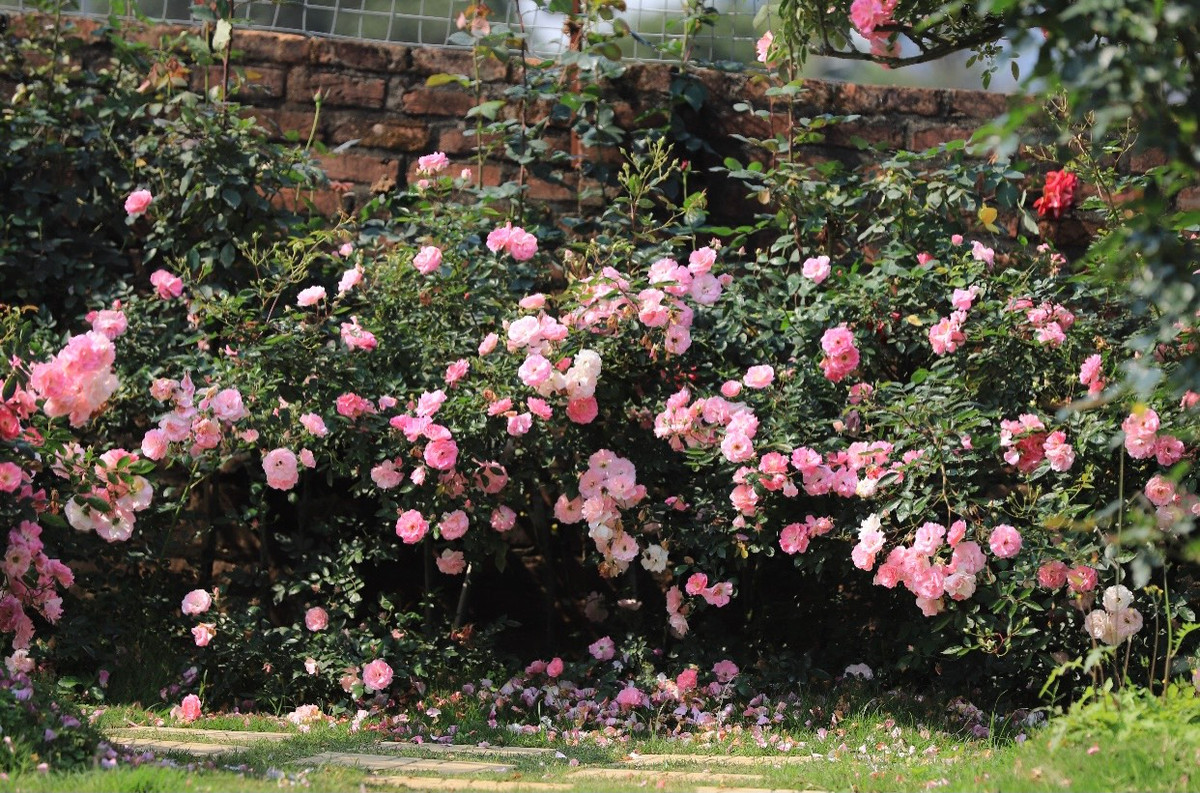 Hơn 300 giống hoa hồng khác nhau với đủ màu sắc, kích thước, hình dáng…