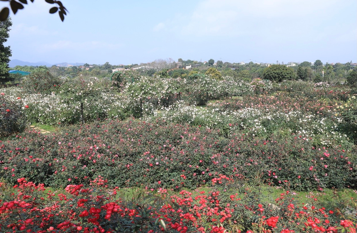 Khu vườn quy tụ hơn 10.000 cây hồng ngoại với hơn 300 giống khác nhau được chị Thuỷ sưu tầm từ nhiều nơi trên thế giới.