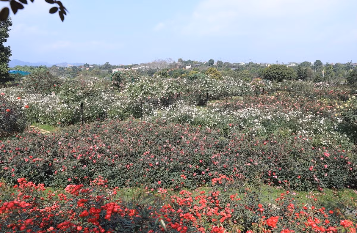 Khu vườn quy tụ hơn 10.000 cây hồng ngoại với hơn 300 giống khác nhau được chị Thuỷ sưu tầm từ nhiều nơi trên thế giới.