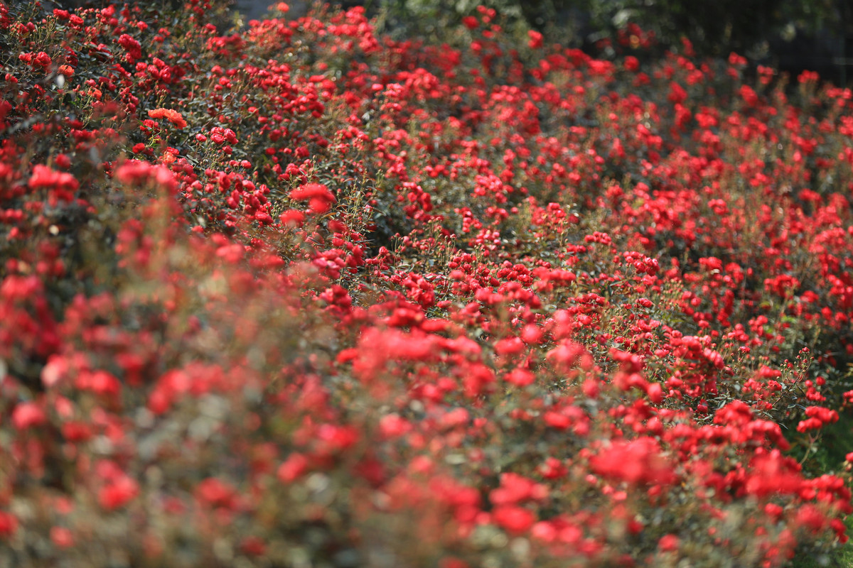 Tới đây, mọi người sẽ có cảm giác như mình đang lạc vào một khu rừng toàn hoa thơm.