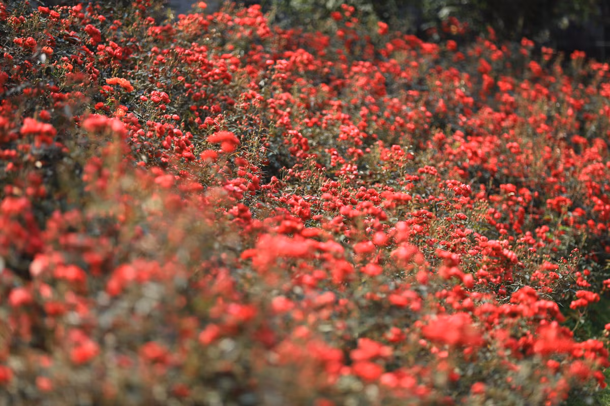 Tới đây, mọi người sẽ có cảm giác như mình đang lạc vào một khu rừng toàn hoa thơm.