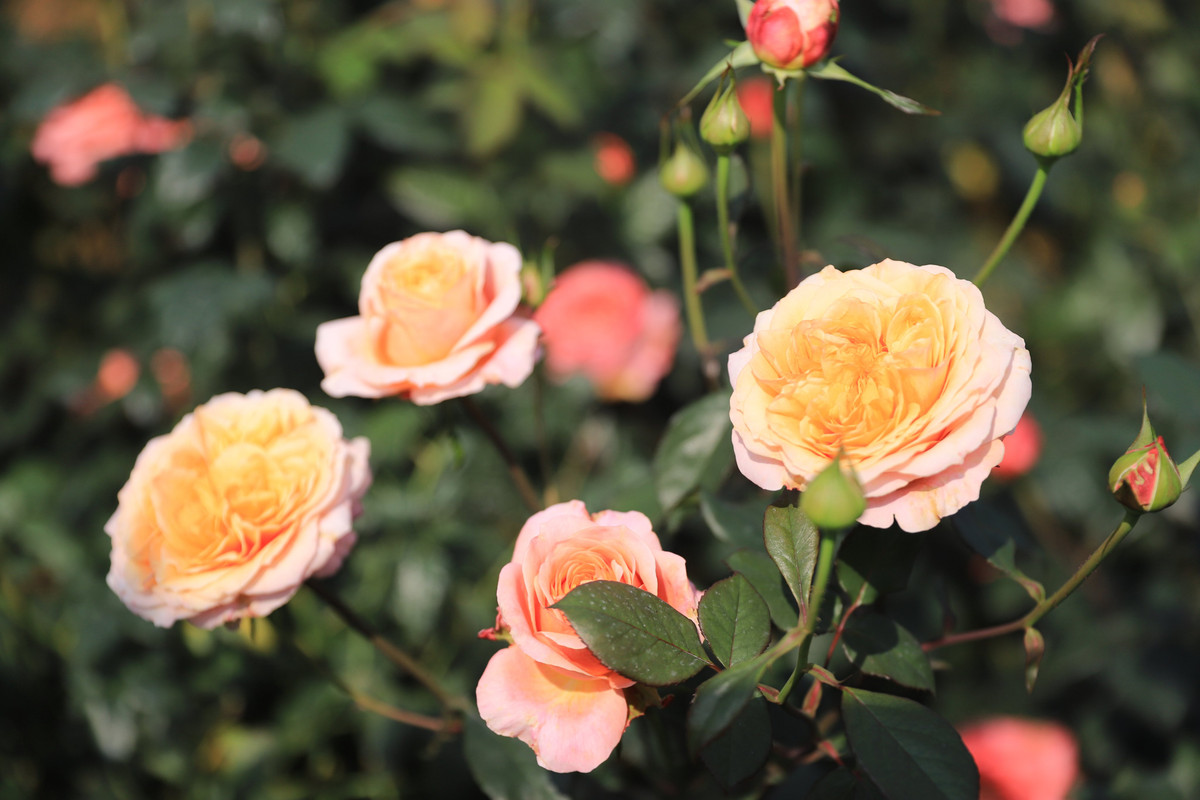 Chị Thủy cho biết, bên cạnh một số giống hồng cổ vốn dễ trồng tại Việt Nam, chị còn trồng đa dạng các loại hồng ngoại đến từ nhiều nơi như Anh, Pháp, Nhật Bản, Thái Lan, Trung Quốc…