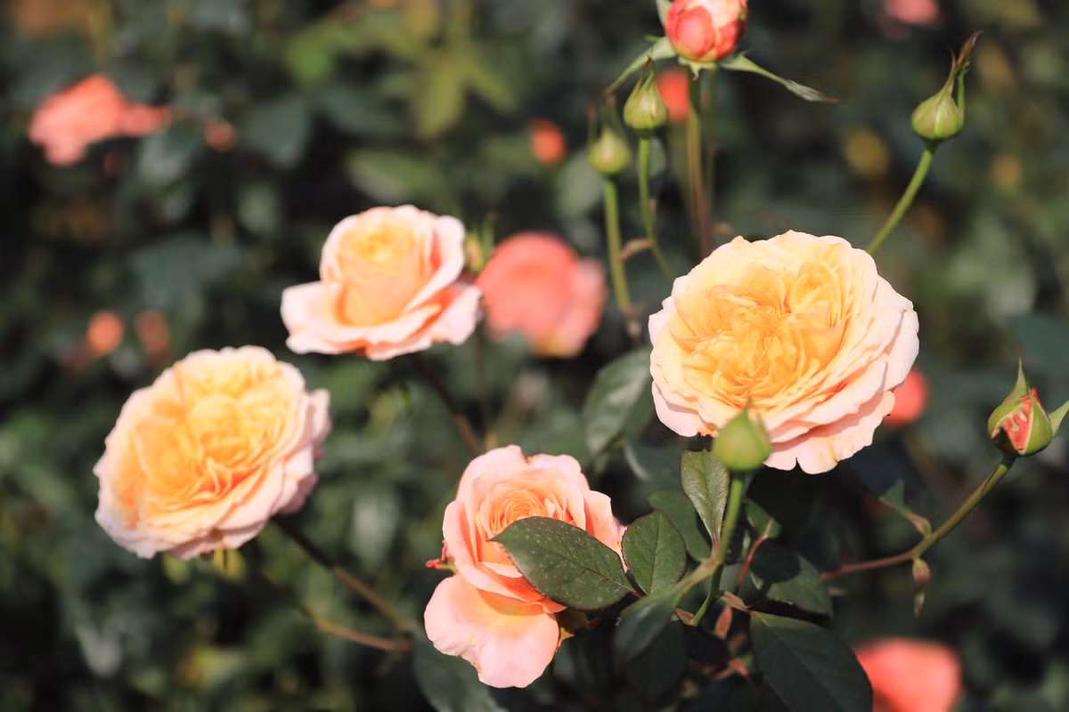 Chị Thủy cho biết, bên cạnh một số giống hồng cổ vốn dễ trồng tại Việt Nam, chị còn trồng đa dạng các loại hồng ngoại đến từ nhiều nơi như Anh, Pháp, Nhật Bản, Thái Lan, Trung Quốc…