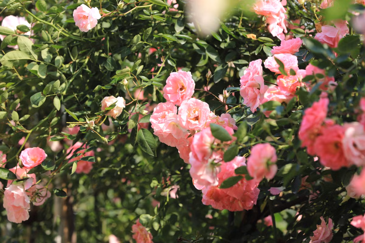 "Tôi cũng muốn chứng minh cho mọi người thấy những cây hoa hồng tưởng khó chăm, khó chiều chỉ trồng được ở châu Âu hay Đà Lạt, Sa Pa... thì ở Hà Nội vẫn trồng được", chị Thủy nhấn mạnh.