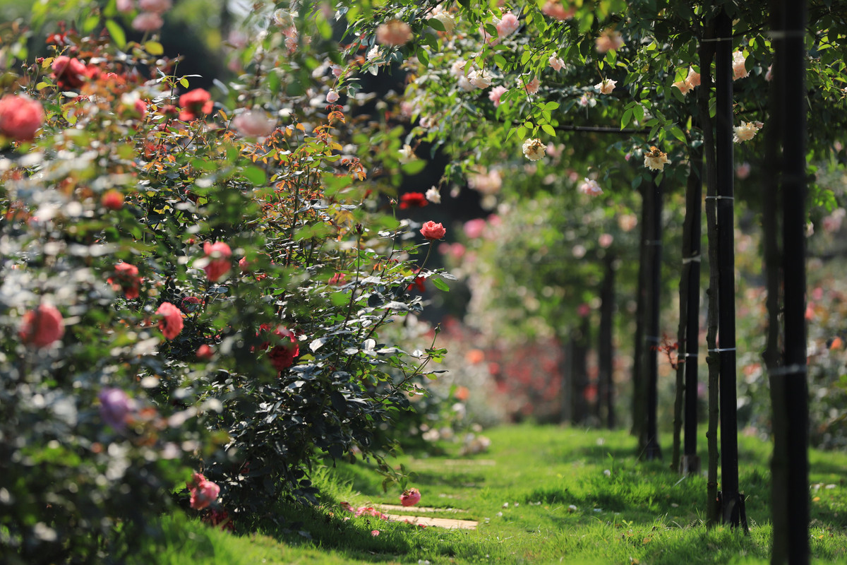 Dọc các lối đi đều được trồng cỏ, lát đá, rải sỏi tạo tạo điểm nhấn cho cả khu vườn.