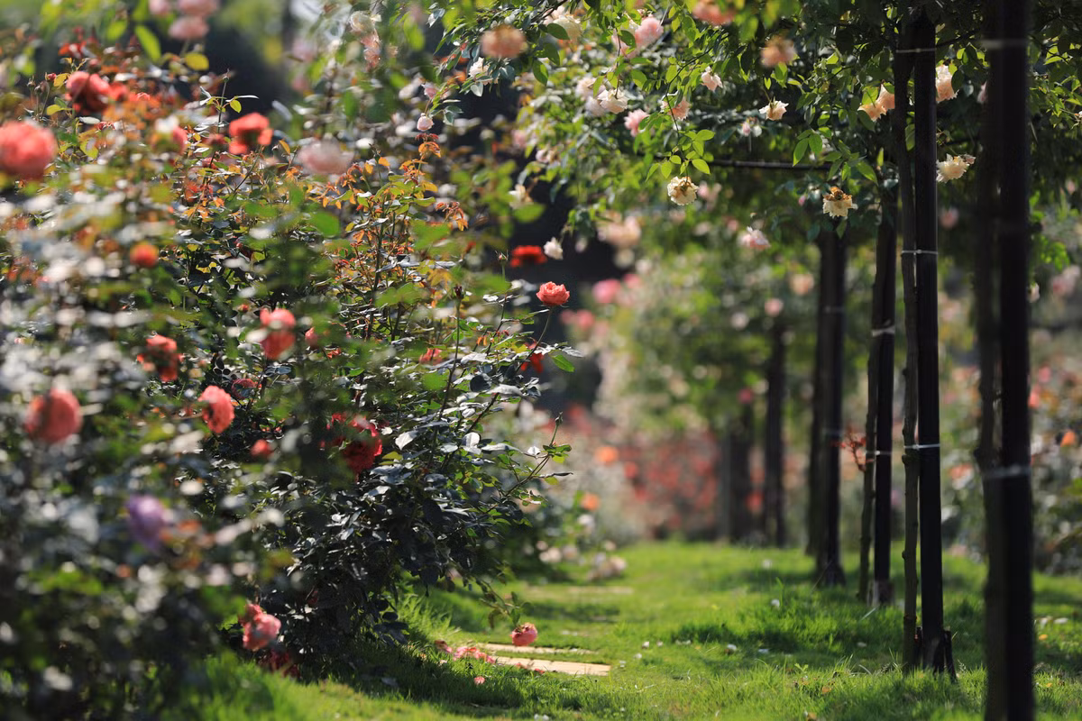 Dọc các lối đi đều được trồng cỏ, lát đá, rải sỏi tạo tạo điểm nhấn cho cả khu vườn.