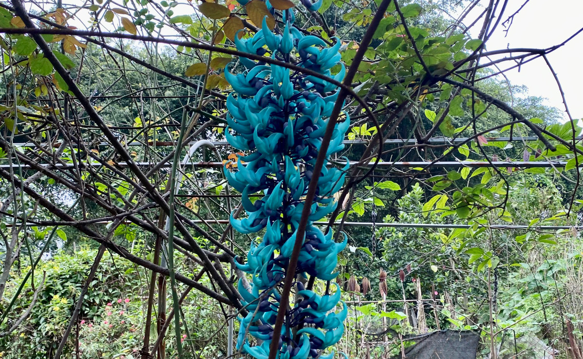 Nhiều loài hoa hiếm được nhân giống và chăm sóc tại đây. Hình ảnh trên là hoa Móng Cọp nguyên bản có nguồn gốc từ những cánh rừng nguyên sinh của Philippines, cũng đã được trồng thành công tại công viên.