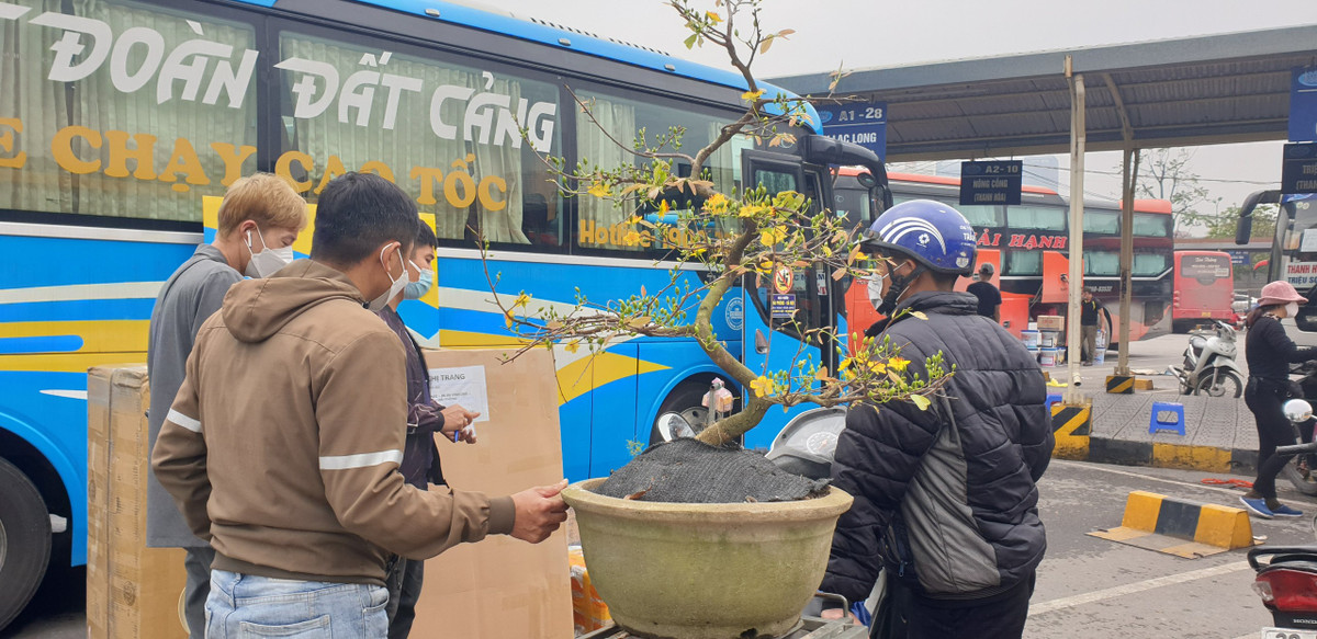 Anh Nguyễn Tùng Minh (quận Hoàng Mai) cho biết, năm nay không có nhu cầu về quê ăn Tết và cũng gặp nhiều khó khăn về tài chính nên chỉ gửi cây Mai về Hải Phòng cho gia đình, còn bản thân ở lại Hà Nội để cố cày cuốc để kiếm bù tiền do ảnh hưởng bởi các đợt dịch COVID-19 trước đó.