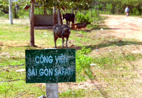 Dự án Công viên Sài Gòn Safari nằm trên địa bàn 2 xã An Nhơn Tây và Phú Mỹ Hưng, huyện Củ Chi - TP HCM, được UBND TP HCM phê duyệt với mong muốn dự án trở thành mô hình công viên giải trí du lịch sinh thái, nơi nuôi dưỡng, trưng bày, nhân giống các loài động thực vật trong nước và các châu lục khác trên thế giới. Đồng thời, tại đây sẽ nuôi dưỡng khoảng 300 loài động vật với khoảng 10.000 con cùng 3.000 loài thực vật, bao gồm cả cây cảnh, cây xanh và dây leo.
