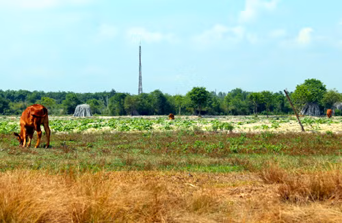 Sài Gòn Safari được phê duyệt với diện tích 845 ha, với 705 hộ dân bị ảnh hưởng bởi dự án. Điều đang nói là đã 11 năm trôi qua, dự án vẫn chưa đến ngày hoàn thành. Đến nay công tác đền bù giải phóng mặt bằng đã đạt 97%, thế nhưng dự án vẫn “đắp chiếu”, bỏ hoang, không thể triển khai.