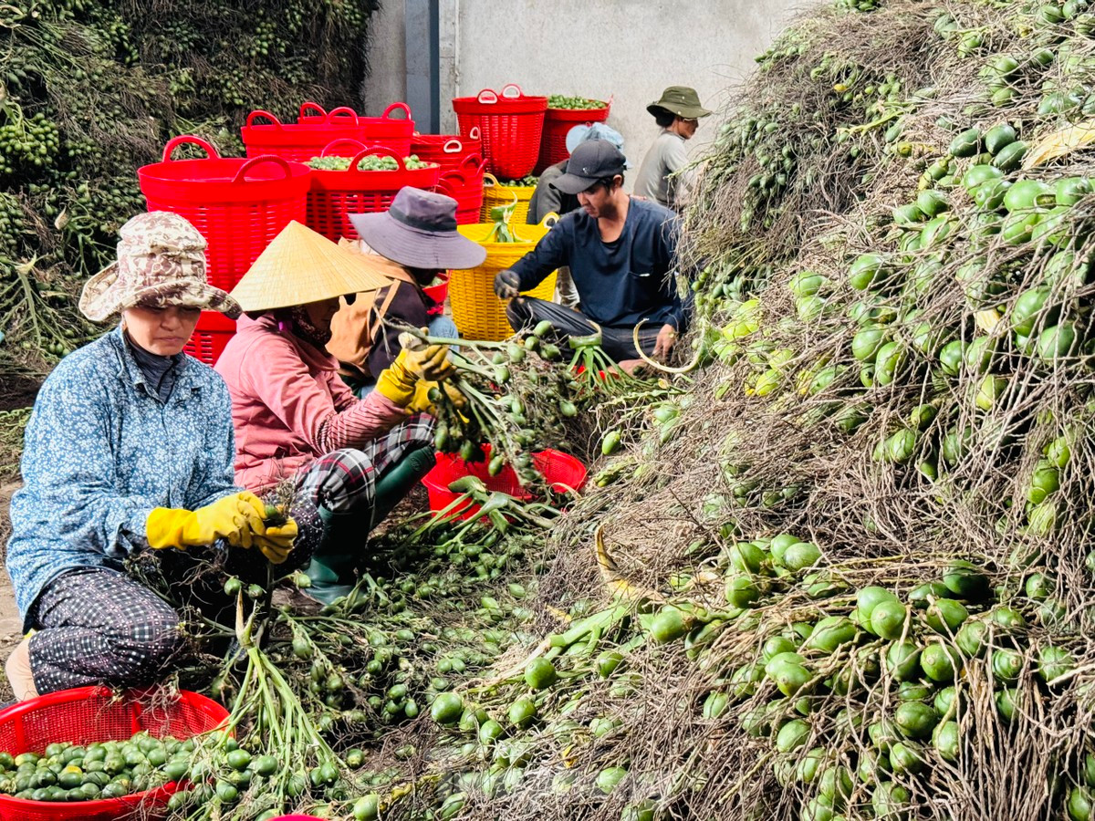 Giá cau tươi tăng mạnh, người dân vừa phấn khởi vừa lo lắng - Hình 7 Gia cau tuoi tang manh, nguoi dan vua phan khoi vua lo lang-Hinh-7