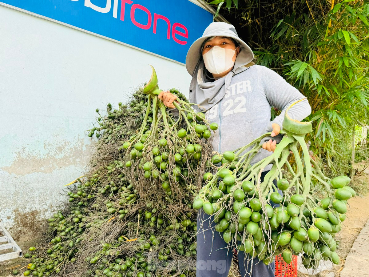 Giá cau tươi tăng mạnh, người dân vừa phấn khởi vừa lo lắng - Hình 5 Gia cau tuoi tang manh, nguoi dan vua phan khoi vua lo lang-Hinh-5