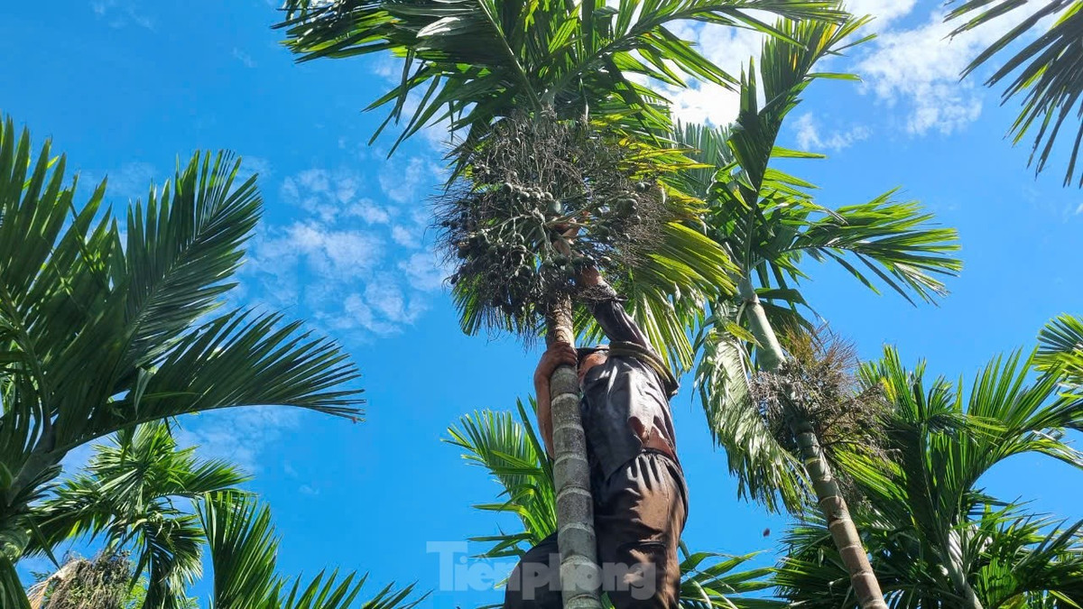 Giá cau tươi tăng mạnh, người dân vừa phấn khởi vừa lo lắng - Hình 3 Gia cau tuoi tang manh, nguoi dan vua phan khoi vua lo lang-Hinh-3