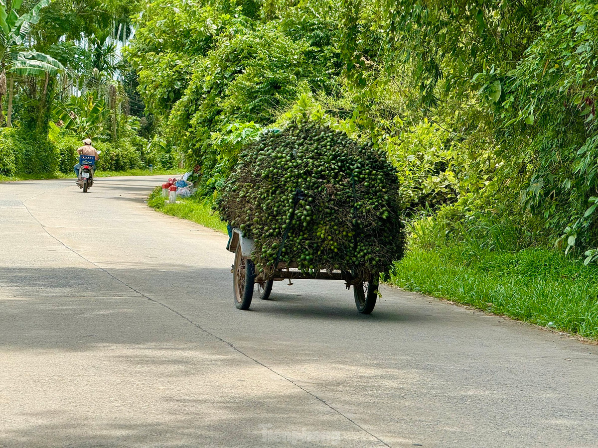 Giá cau tươi tăng mạnh, người dân vừa phấn khởi vừa lo lắng - Hình 9 Gia cau tuoi tang manh, nguoi dan vua phan khoi vua lo lang-Hinh-9