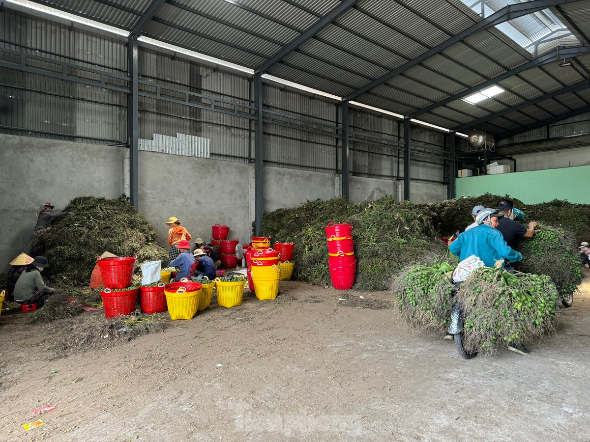 Giá cau tươi tăng mạnh, người dân vừa phấn khởi vừa lo lắng - Hình 12 Gia cau tuoi tang manh, nguoi dan vua phan khoi vua lo lang-Hinh-12