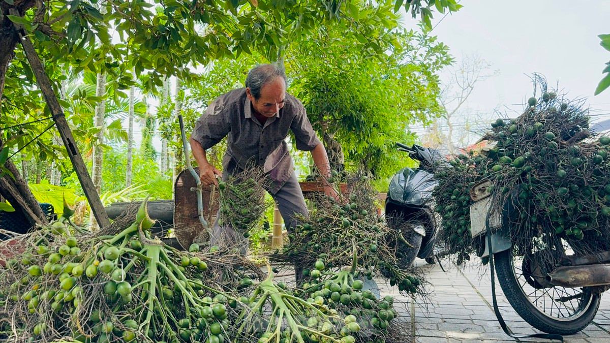 Giá cau tươi tăng mạnh, người dân vừa phấn khởi vừa lo lắng - Hình 2 Gia cau tuoi tang manh, nguoi dan vua phan khoi vua lo lang-Hinh-2
