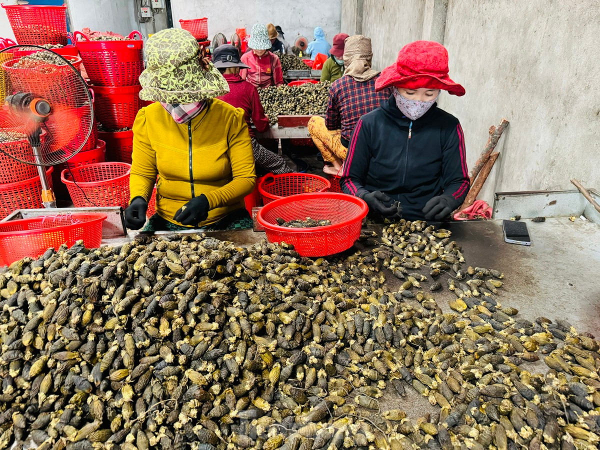 Giá cau tươi tăng mạnh, người dân vừa phấn khởi vừa lo lắng - Hình 8 Gia cau tuoi tang manh, nguoi dan vua phan khoi vua lo lang-Hinh-8