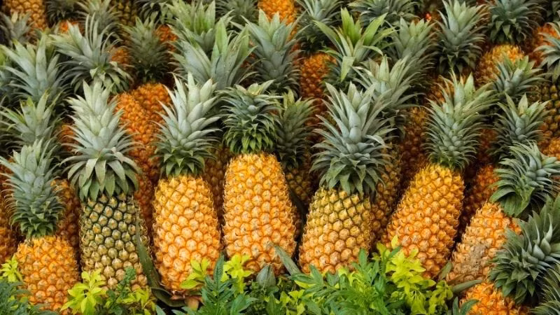 Loi ich tuyet voi cua qua dua-Hinh-2