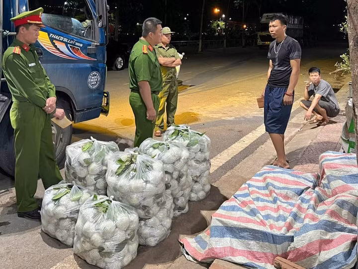 Son La phat hien hon 300kg rau, cu, qua nhiem hoa chat doc hai