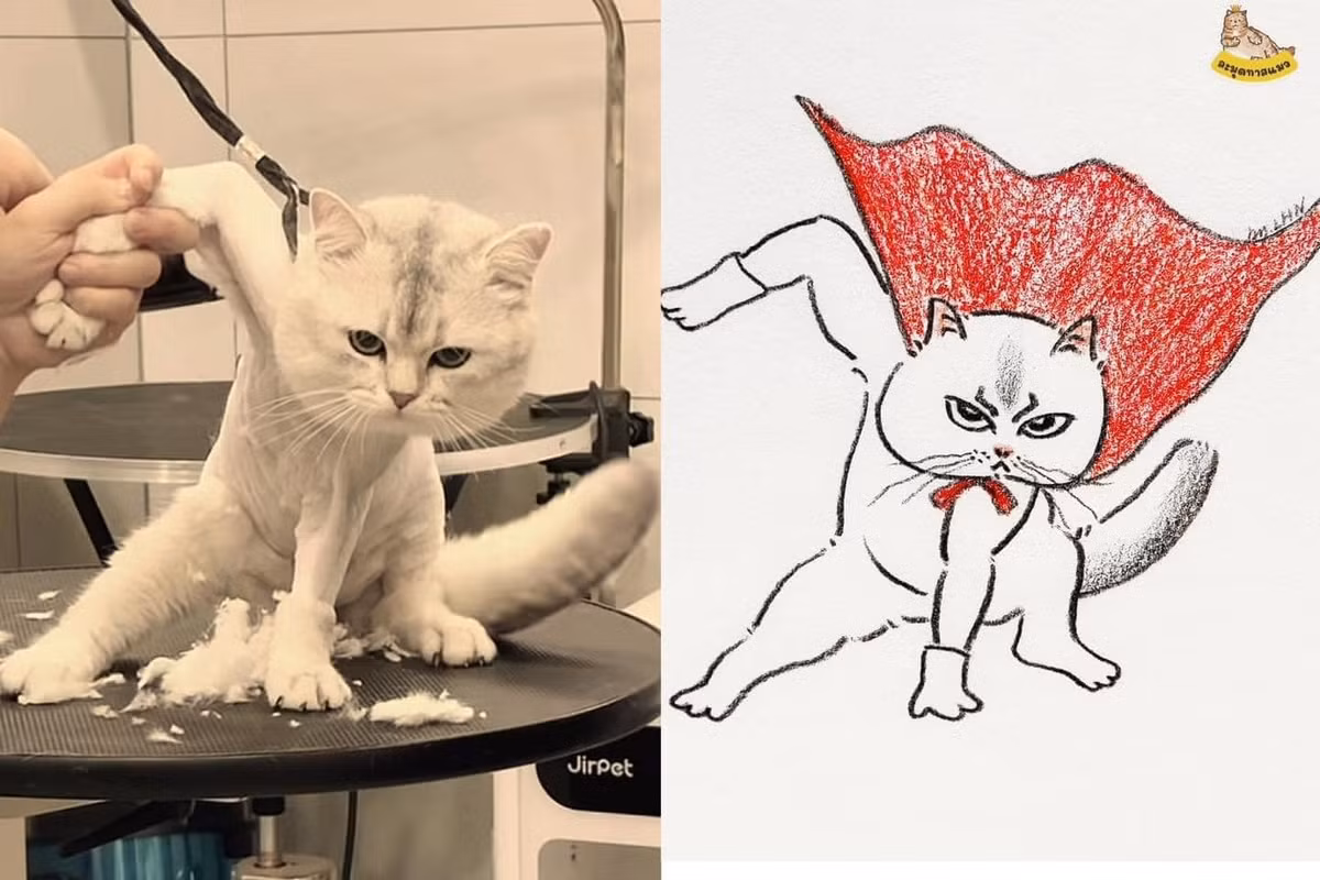 Meme là các hình ảnh chế vui nhộn từ các bộ phim hay nhân vật nổi tiếng được làm ra nhằm phục vụ mục đích của người sáng tạo. Ngày nay trong các cuộc nói chuyện, nhắn tin trên mạng xã hội, rất nhiều người dùng meme để giúp cho cuộc hội thoại hoặc bình luận của mình thêm phần thú vị.