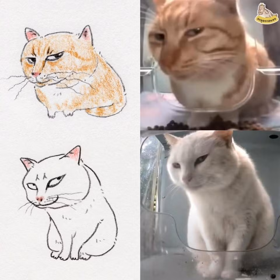 Những chiếc meme khiến hội yêu mèo phát cuồng.