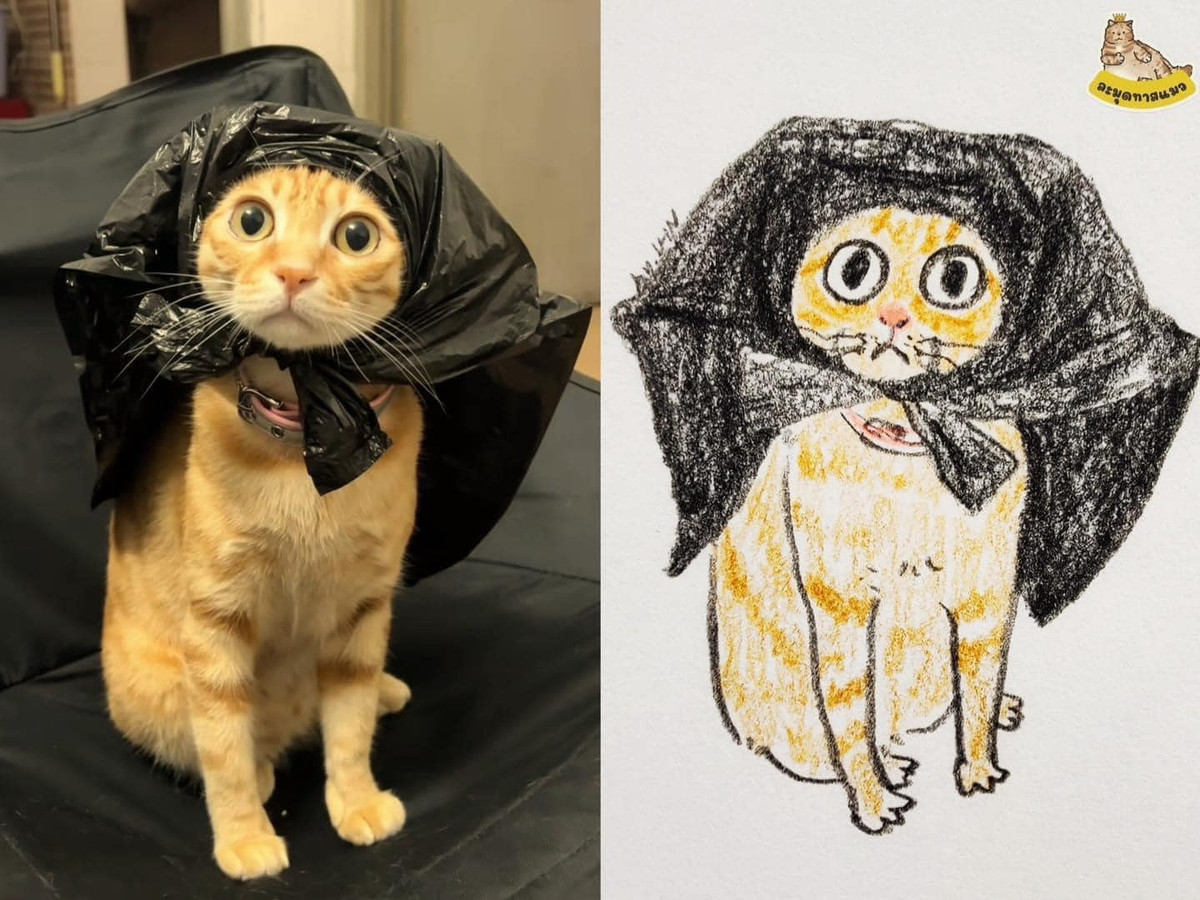 Mới đây một fanpage đã tổng hợp lại loạt meme của những chú mèo với loạt biểu cảm "khó đỡ" khiến nhiều người bày tỏ phải ngay lập tức "save" về.