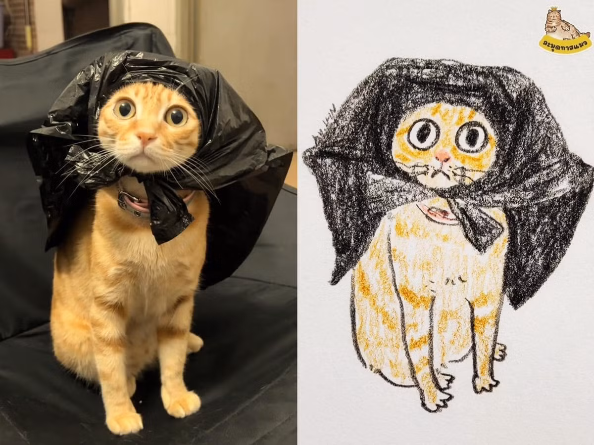 Mới đây một fanpage đã tổng hợp lại loạt meme của những chú mèo với loạt biểu cảm "khó đỡ" khiến nhiều người bày tỏ phải ngay lập tức "save" về.