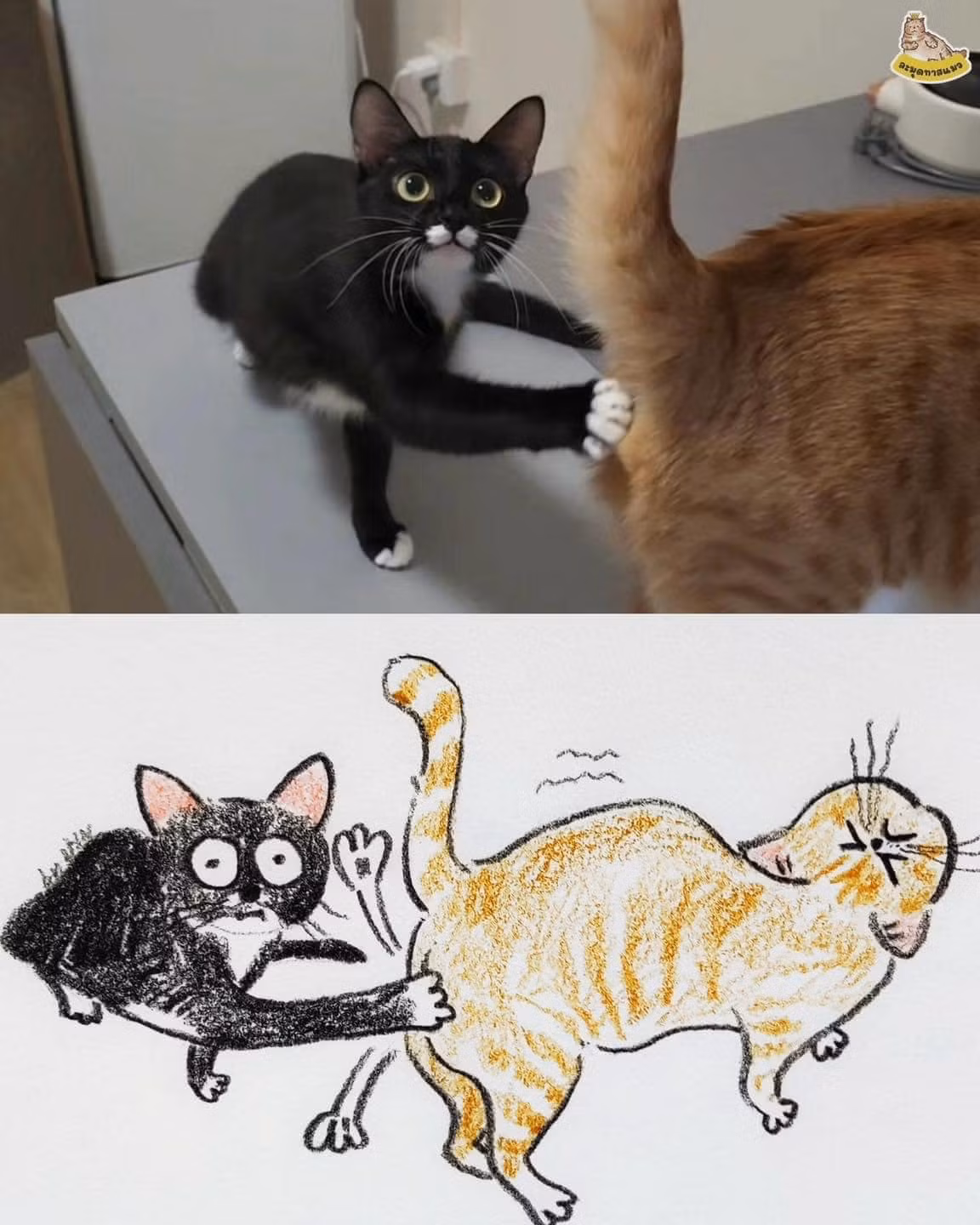 Hai chú mèo này đang làm hành động gì vậy...