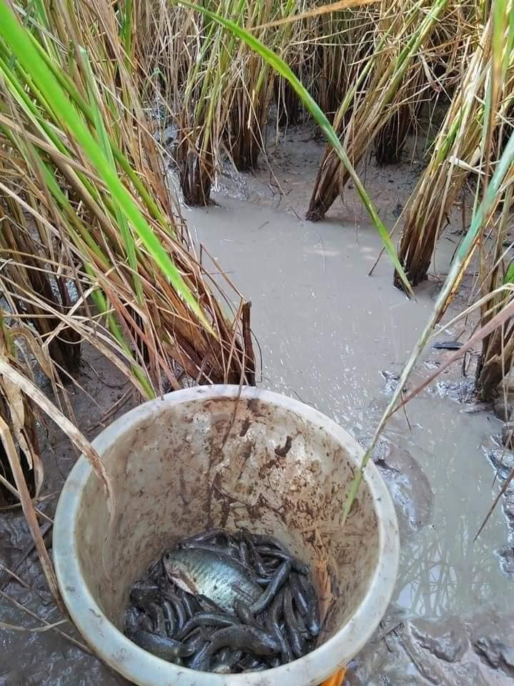 Vào những thời điểm khi vừa thu hoạch ngày màu xong, lũ trẻ con trong xóm thường rủ nhau ra đồng tìm bắt cá. Có buổi thu hoạch nhiều, buổi không có gì nhưng quan trọng là cái không khí hào hứng rủ nhau cùng đi ra đồng.