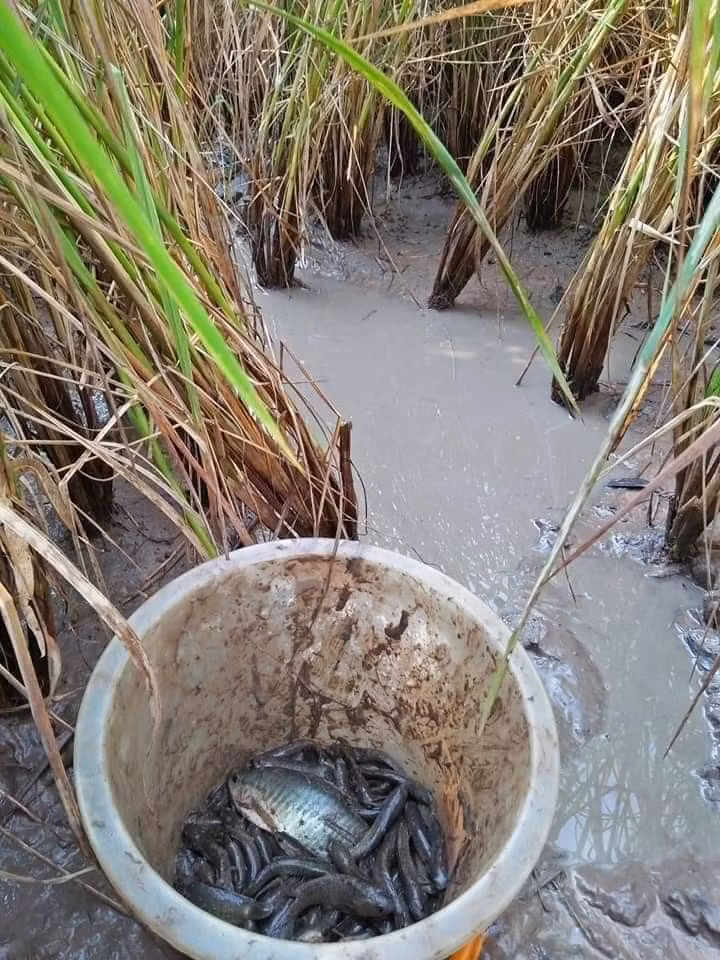 Vào những thời điểm khi vừa thu hoạch ngày màu xong, lũ trẻ con trong xóm thường rủ nhau ra đồng tìm bắt cá. Có buổi thu hoạch nhiều, buổi không có gì nhưng quan trọng là cái không khí hào hứng rủ nhau cùng đi ra đồng.