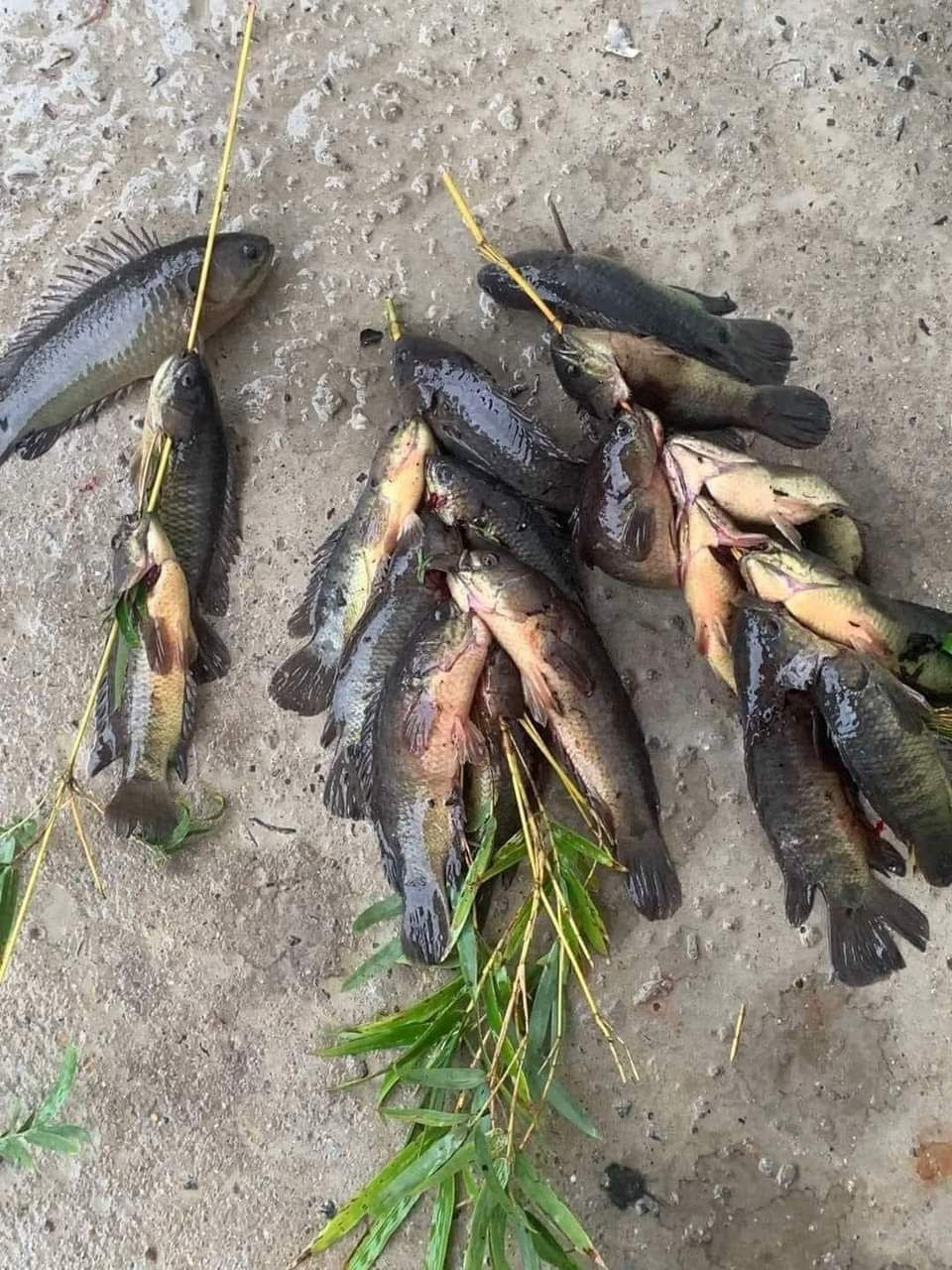 "Chiến lợi phẩm" đậm chất đồng quê.