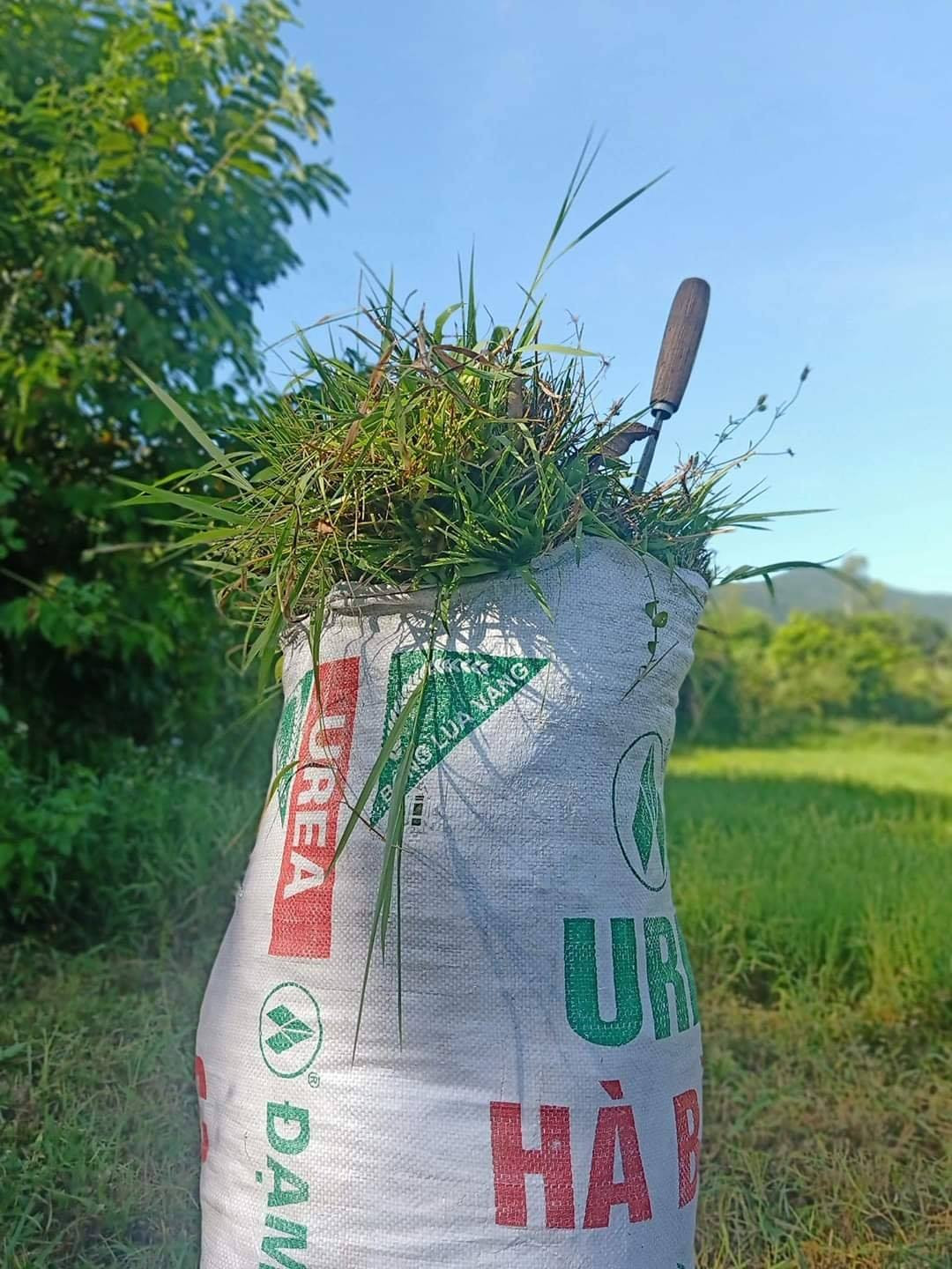 Một bì cỏ đầy ắp đổi lại một lời khen của mẹ là đủ vui hết cả ngày.