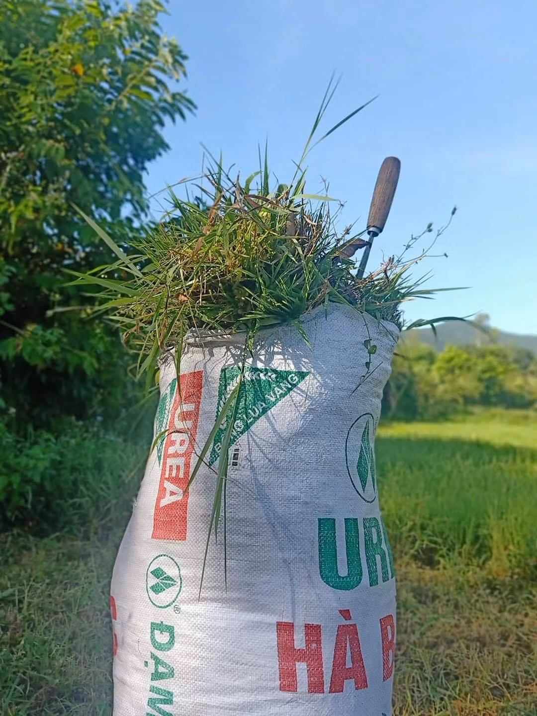 Một bì cỏ đầy ắp đổi lại một lời khen của mẹ là đủ vui hết cả ngày.