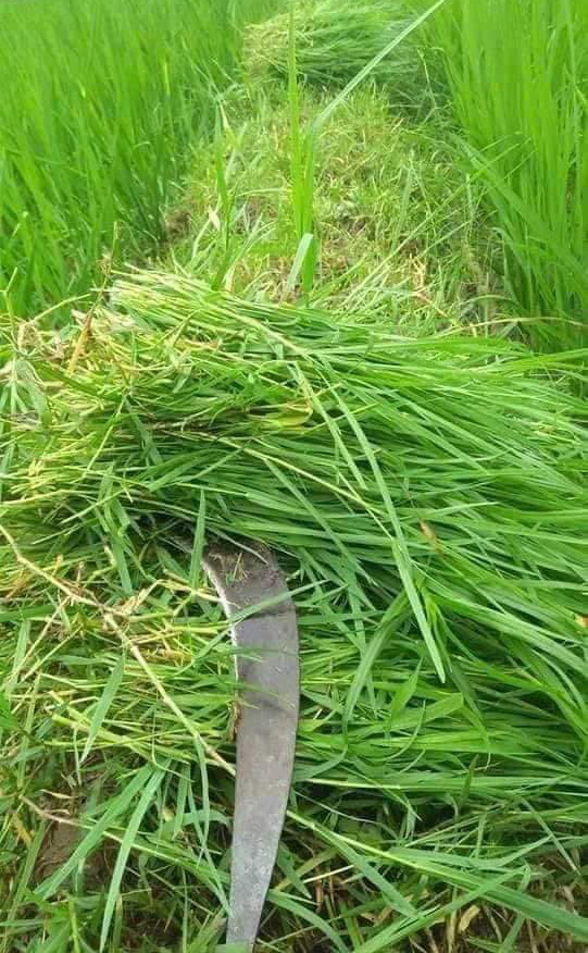 "Tuổi nhỏ làm việc nhỏ", chăn trâu cắt cỏ ngày ấy vừa là công việc, vừa là thành tựu nhỏ nhoi đầu đời của những cô, cậu nhóc.