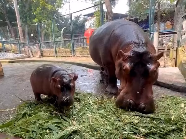 Được biết, bé hà mã vẫn đang bú sữa mẹ và đang dần chuyển qua chế độ ăn dặm. (Ảnh: Tiktok)