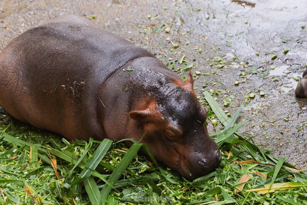 Hai mẹ con hà mã được tăng cường chăm sóc, theo dõi 24/24h. (Ảnh: Tiền Phong)