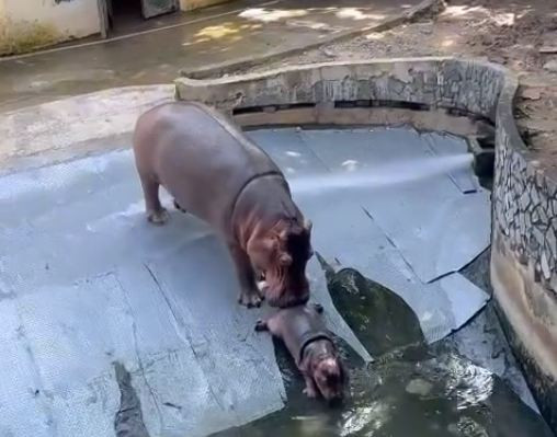 Chú hà mã con với vẻ ngoài lũn cũn, có chút rụt rè, lẽo đẽo bám theo mẹ, trông vô cùng dễ thương. (Ảnh: Tiktok)