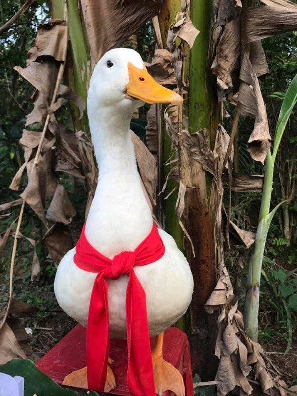 Khi bộ phim được công chiếu đã nhận được sự quan tâm của đông đảo công chúng. She Creates Change cũng nằm trong danh sách đề cử chính thức của hàng loạt liên hoan phim hoạt hình - tài liệu như Tribeca Festival, Manchester Animation Festival, London Short Film Festival và British Animation Awards. (Ảnh: Youtube, FBNV)