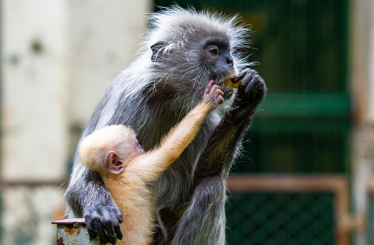 Mặc dù fanpage Thảo Cầm Viên Sài Gòn đã nhanh chóng lên tiếng đính chính, thế nhưng không ít người vẫn chưa hoàn toàn tin tưởng.