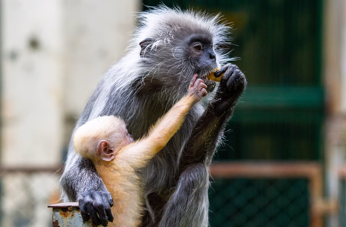 Mặc dù fanpage Thảo Cầm Viên Sài Gòn đã nhanh chóng lên tiếng đính chính, thế nhưng không ít người vẫn chưa hoàn toàn tin tưởng.