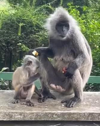 Mới đây, fanpage Thảo Cầm Viên đã có "câu trả lời" chính thức để khép lại drama nói trên. Sau một thời gian, chú khỉ con đã có bộ lông chuyển xám giống với bố mẹ mình.