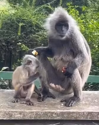 Mới đây, fanpage Thảo Cầm Viên đã có "câu trả lời" chính thức để khép lại drama nói trên. Sau một thời gian, chú khỉ con đã có bộ lông chuyển xám giống với bố mẹ mình.