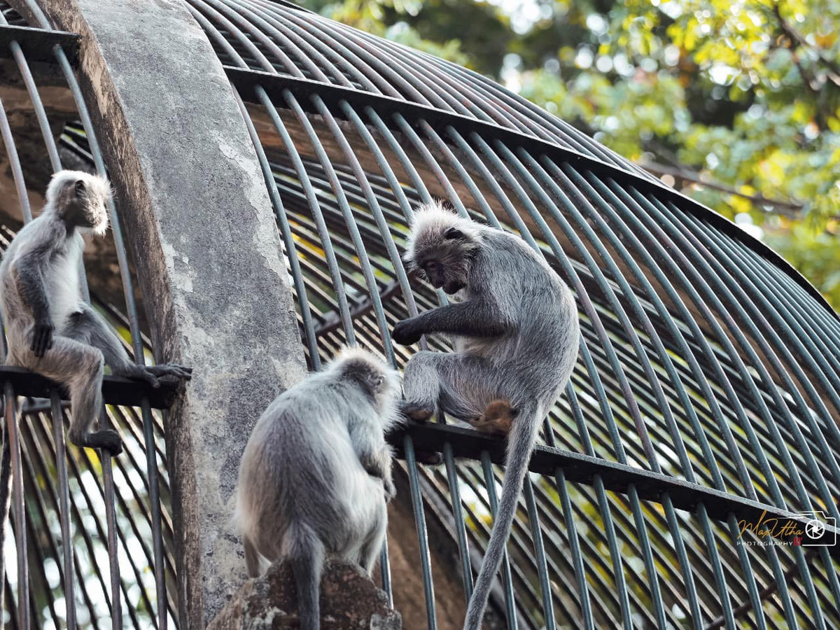 Nhiều người nghi ngờ rằng liệu có phải rằng chú khỉ mẹ đã có "mối quan hệ ngoài luồng" nào với hàng xóm hay không.